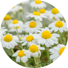 Load image into Gallery viewer, Chamomile Essential Oil