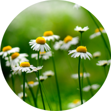 Load image into Gallery viewer, Chamomile, German Essential Oil