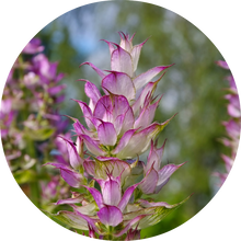 Load image into Gallery viewer, Clary Sage Essential Oil