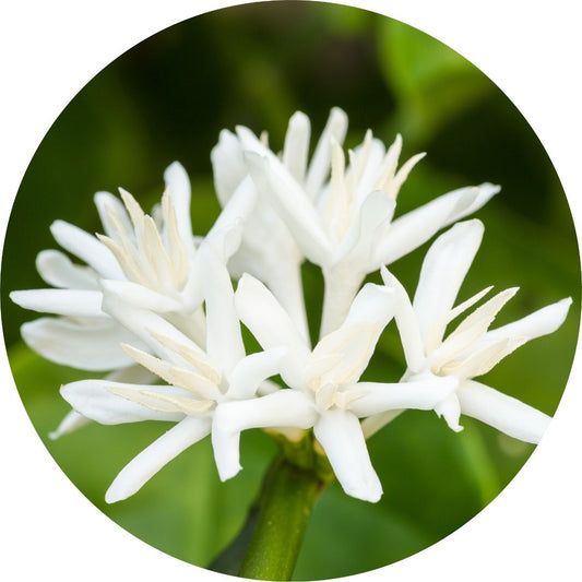 Coffee Blossom Absolute