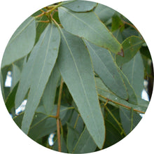 Load image into Gallery viewer, Eucalyptus Lemon Ironbark Essential Oil