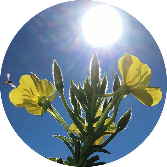 Evening Primrose Carrier Oil