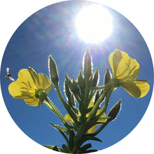Load image into Gallery viewer, Evening Primrose Carrier Oil