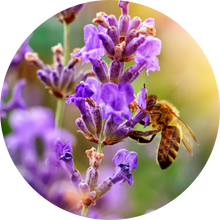 Load image into Gallery viewer, Lavender, French Fine Essential Oil