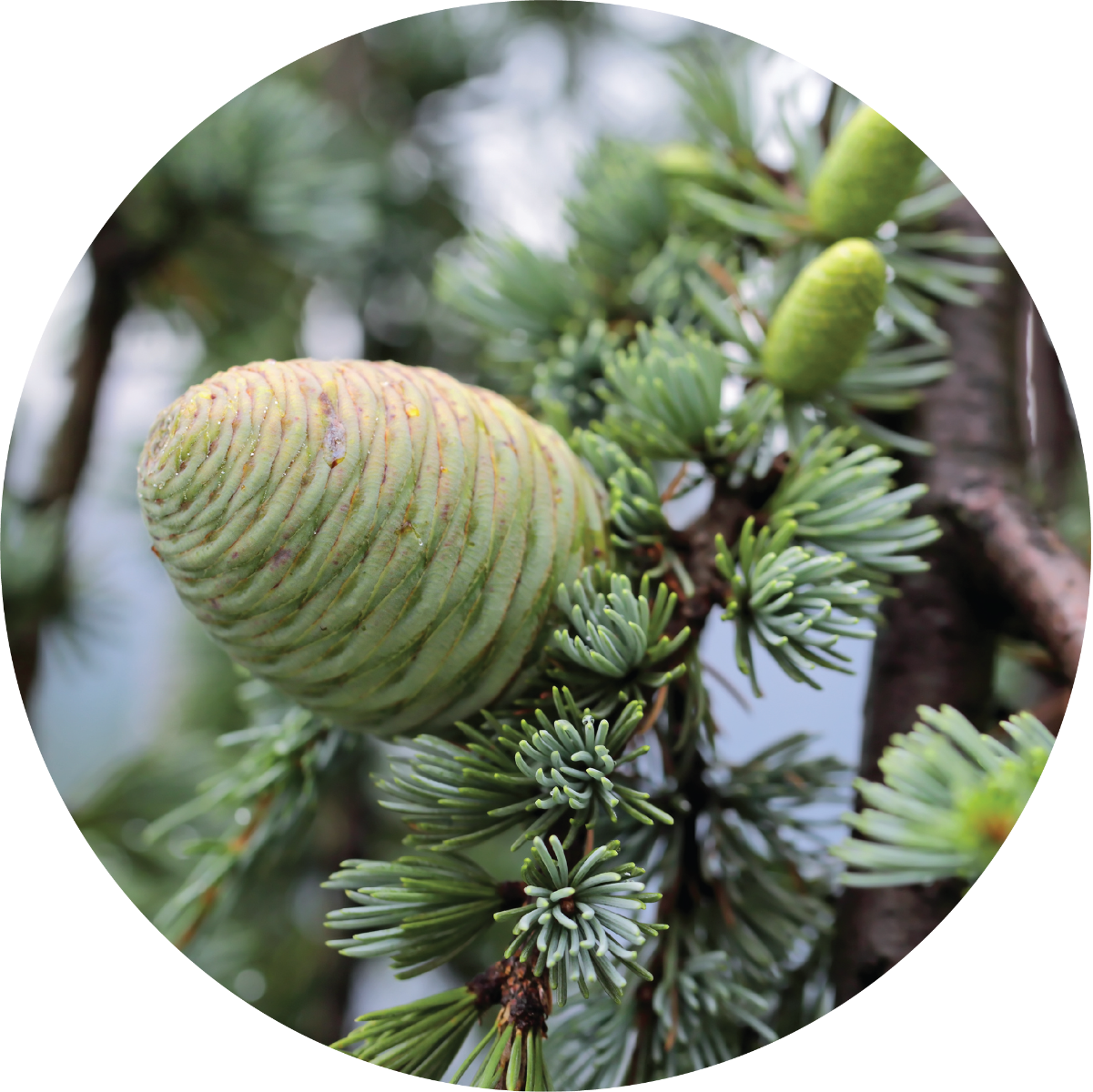Cedar Essential Oil
