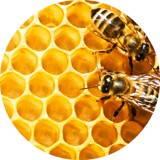 Honeycomb Absolute