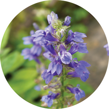 Load image into Gallery viewer, Hyssop Essential Oil
