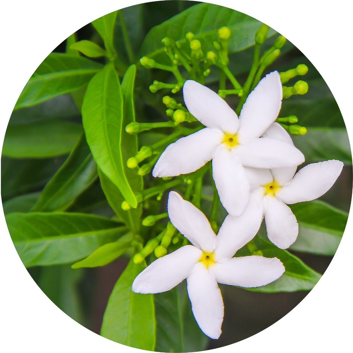 Manufacturer Wholesale White Gardenia Flower Absolute Fragrance