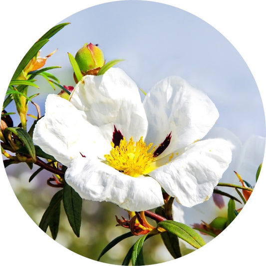 Labdanum Absolute