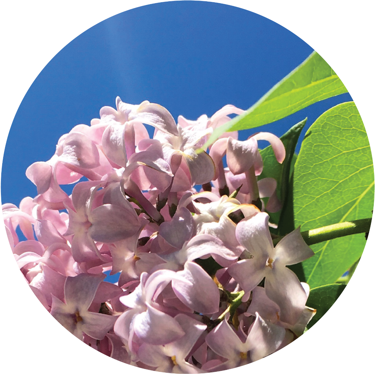 Lilac Essential Oil – Living Libations