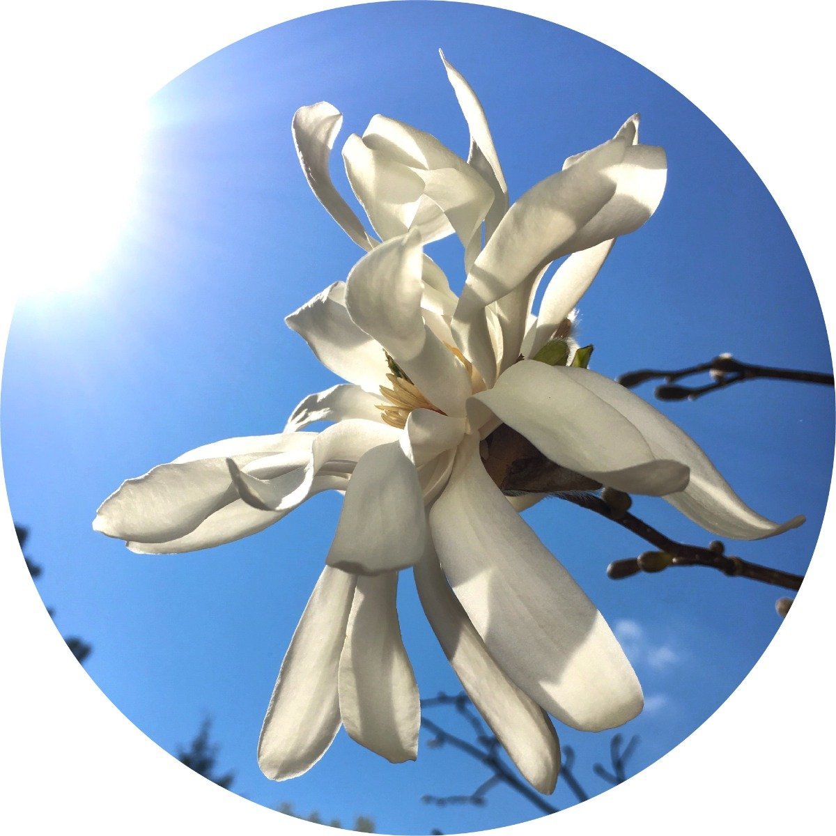 Magnolia Flower Essential Oil – Living Libations