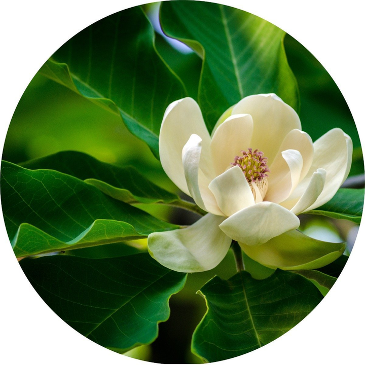 magnolia10ml-large-301x1350-eu.png