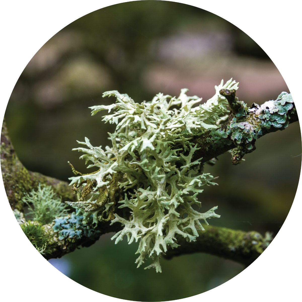 Oakmoss, ABS. 75% (in Organic Alcohol) Essential Oil Aroma