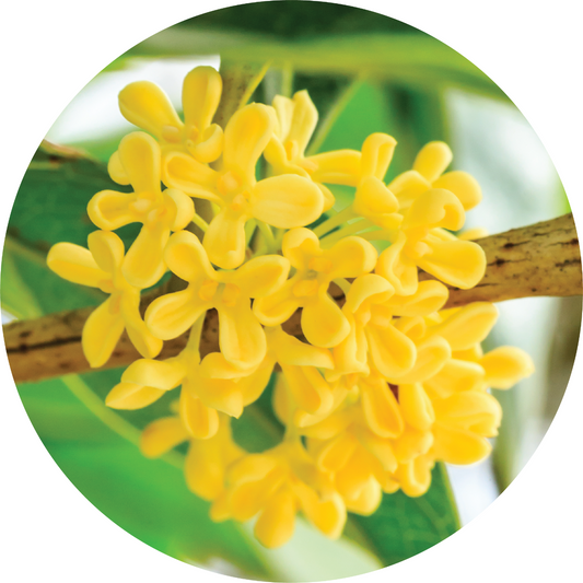 Osmanthus Absolute