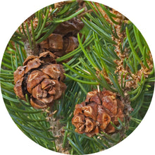 Load image into Gallery viewer, Pine Cone, Piñon Essential Oil