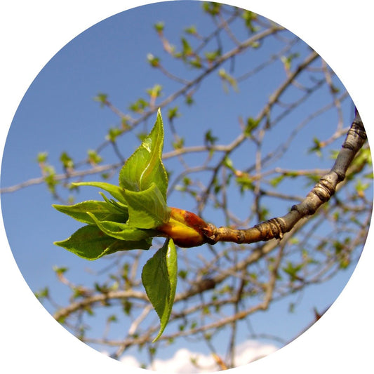 Poplar Bud Absolute