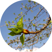 Load image into Gallery viewer, Poplar Bud Absolute