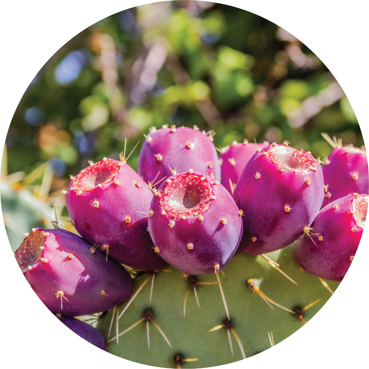 Organic virgin Prickly Pear seed oil & other carrier oils @ bulk price