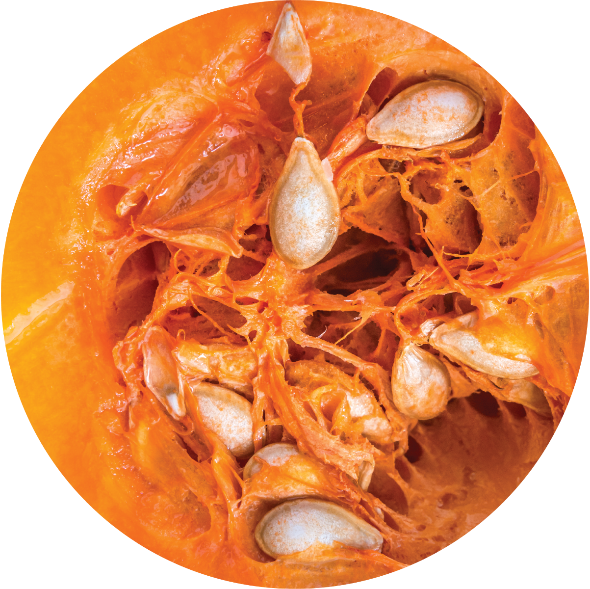 Pumpkin Seed Carrier Oil