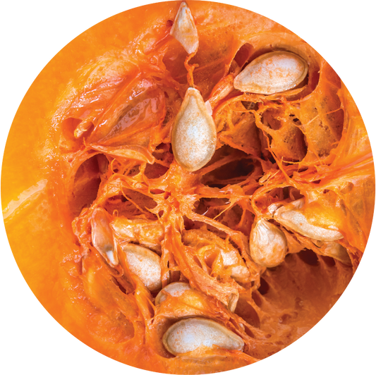 Pumpkin Seed Carrier Oil