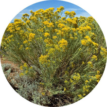 Load image into Gallery viewer, Rabbit Brush Essential Oil
