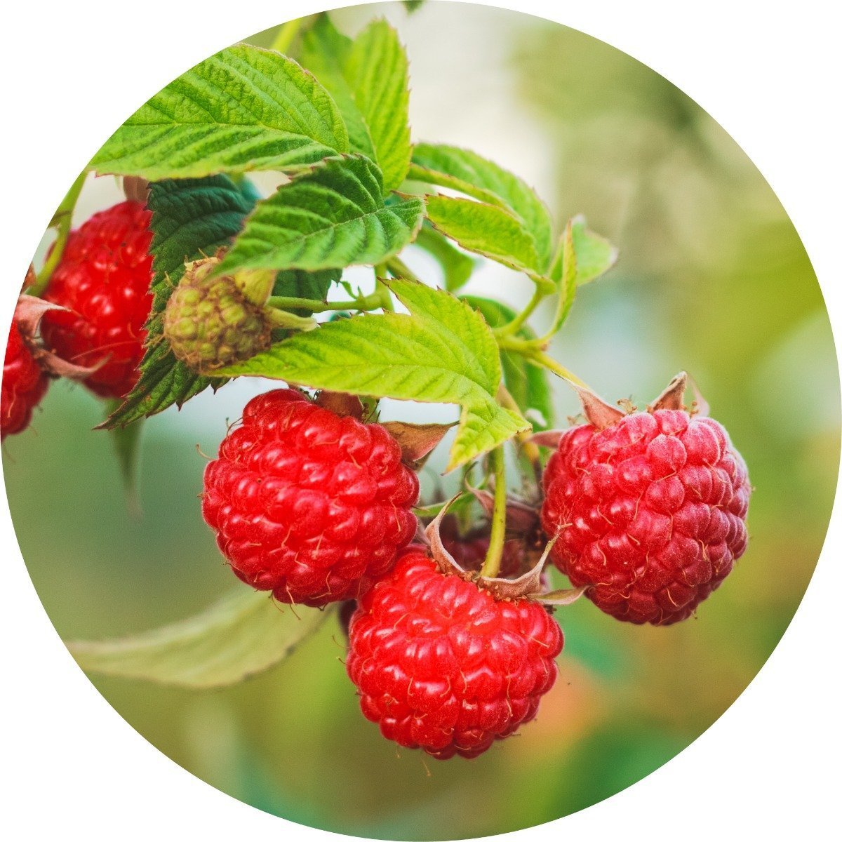 Raspberry Seed, Red Carrier Oil