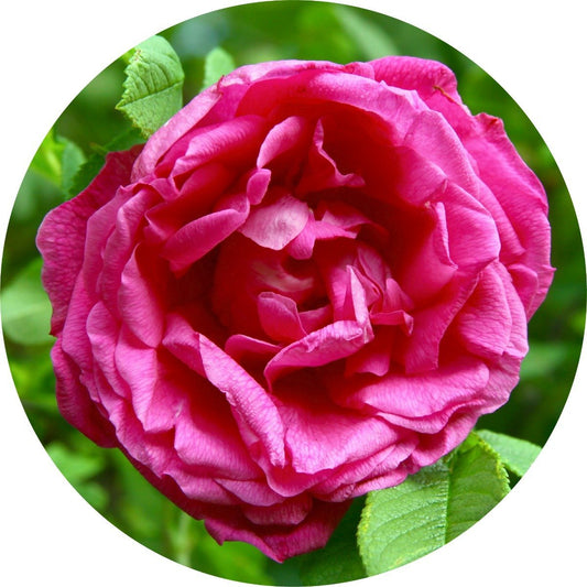 Rose Absolute