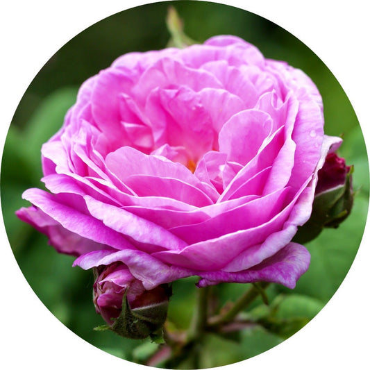Rose de Mai Absolute