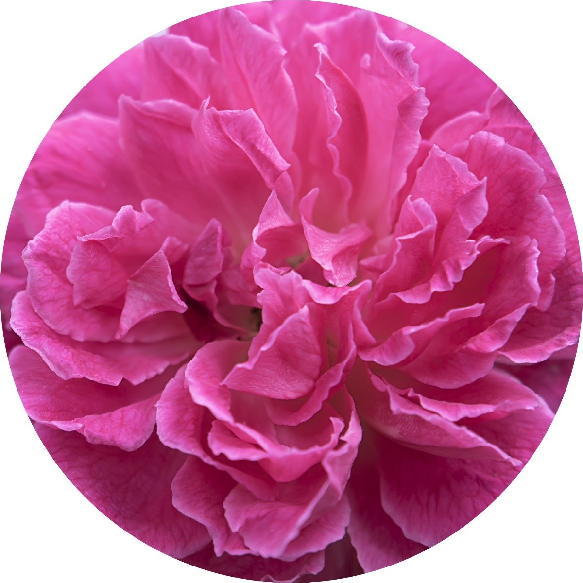 Rose Petal (Rose Otto, Rosa Damascena) Essential Oil, Size: 5ml (1/6oz)