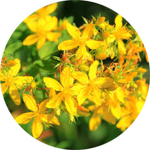 Load image into Gallery viewer, Saint Johnswort Carrier Oil