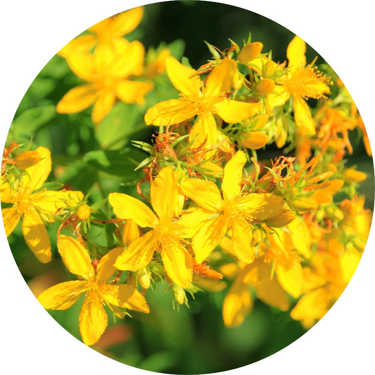 Saint Johnswort Carrier Oil – Living Libations