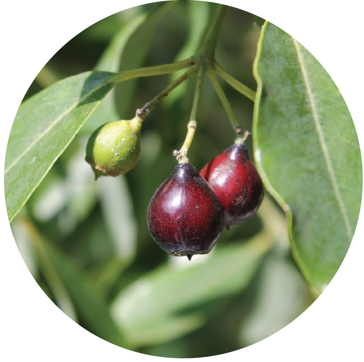 Sandalwood Nut Carrier Oil