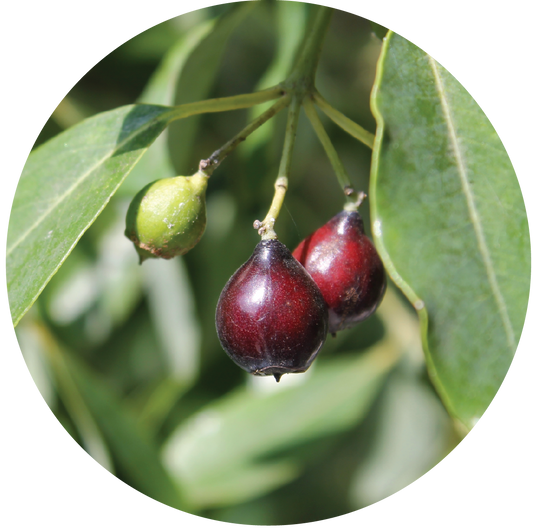 Sandalwood Nut Carrier Oil