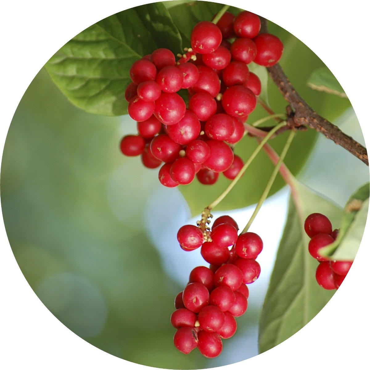 Schizandra Berry Essential Oil