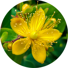 Load image into Gallery viewer, Saint Johnswort Essential Oil