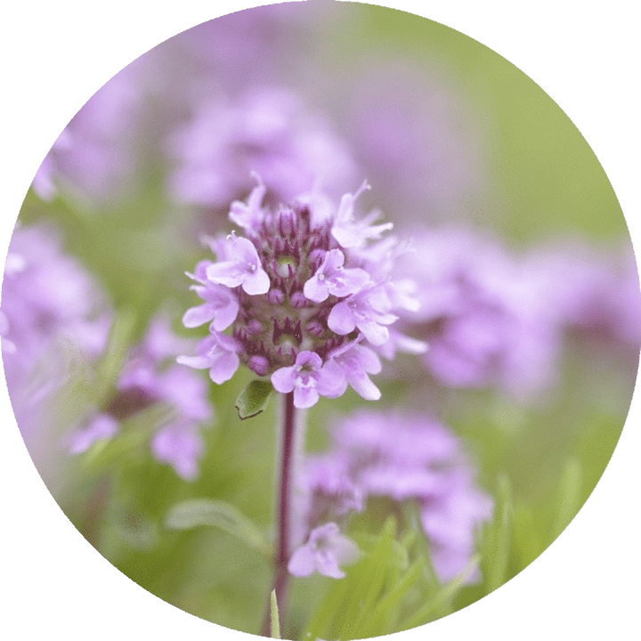 Thyme, Sweet Essential Oil