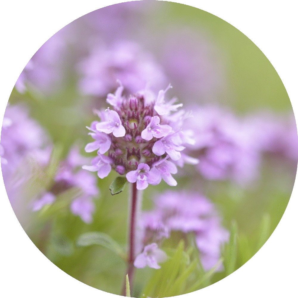 Thyme, Sweet Essential Oil