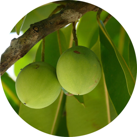 Tamanu Carrier Oil