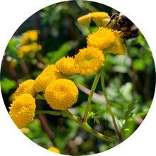 Load image into Gallery viewer, Tansy, Blue Essential Oil