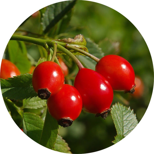 Wild Rosehips Carrier Oil