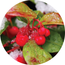 Load image into Gallery viewer, Wintergreen Essential Oil